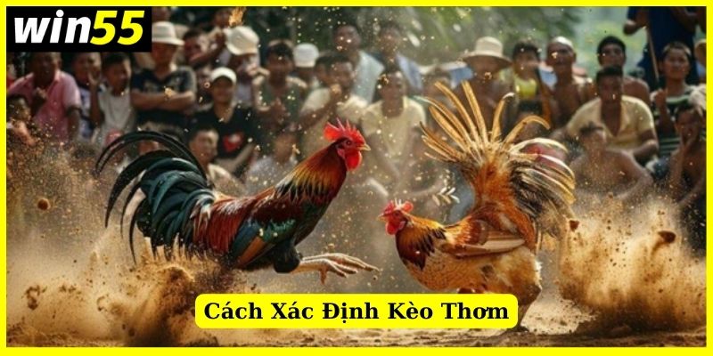 Cách xác định kèo thơm khi chơi đá gà Win55