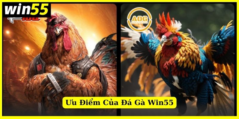 Ưu điểm khi trải nghiệm các kèo đá gà tại nhà cái Win55