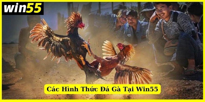 Giới thiệu các loại hình đá gà phổ biến nhất tại Win55