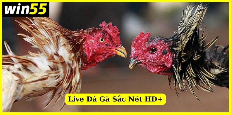 Livestream đá gà chất lượng sắc nét tuyệt đối