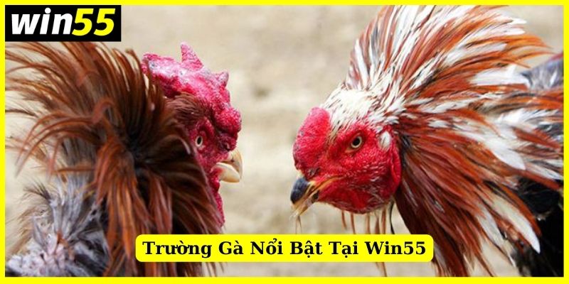 Những trường gà nổi bật tại Win55 với chất lượng đỉnh cao