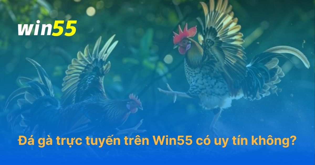 Đá gà trực tuyến trên Win55 có uy tín không