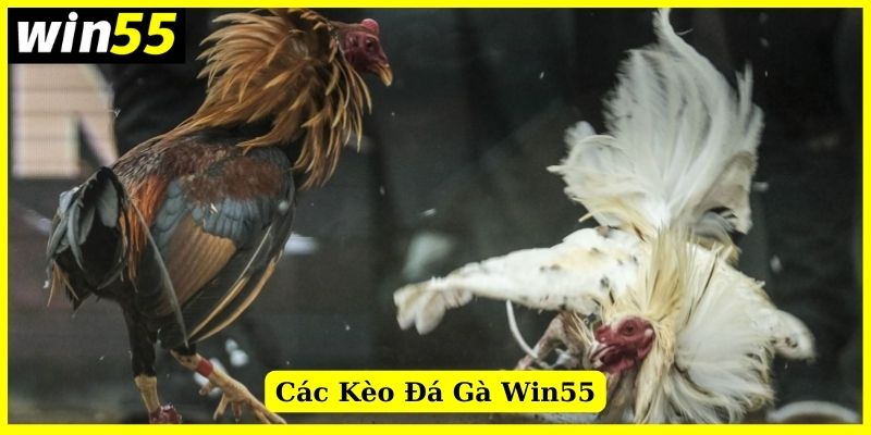 Các kèo đá gà nổi bật tại nhà cái Win55 mà anh em nên thử