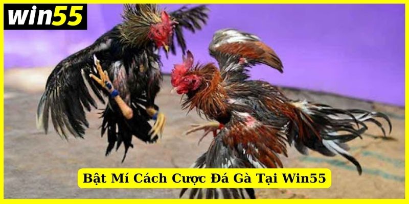 Bật mí một vài bí kíp hay ho khi chơi tại nhà cái Win55Bật mí một vài bí kíp hay ho khi chơi tại nhà cái Win55