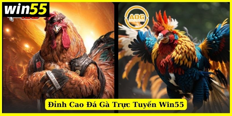 Sảnh đá gà Win55